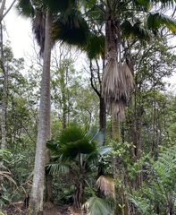 Pritchardia