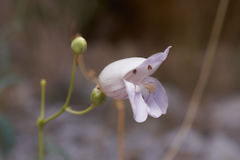 Penstemon fruticiformis