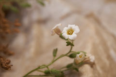 Phacelia perityloides