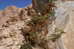 Phacelia perityloides