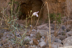 Penstemon fruticiformis