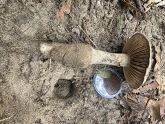 Amanita ochroterrea