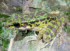 Odorrana tianmuii