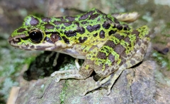 Odorrana tianmuii