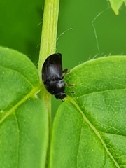Meligethes atratus