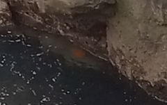 Hypsypops rubicundus