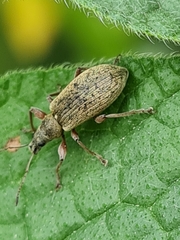 Phyllobius jacobsoni