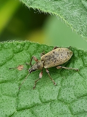 Phyllobius jacobsoni