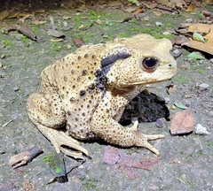 Bufo gargarizans