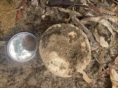 Amanita ochroterrea