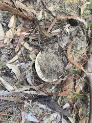 Amanita ochroterrea
