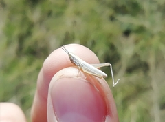 Euchorthippus pulvinatus