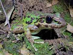 Odorrana tianmuii