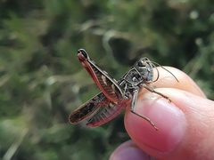 Arcyptera microptera