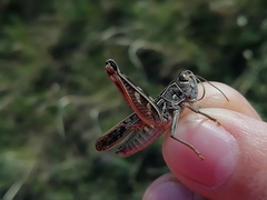Arcyptera microptera