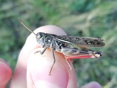 Arcyptera microptera