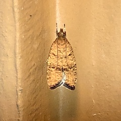 Psilocorsis quercicella