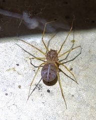 Scytodes univittata