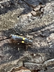 Trypherus frisoni