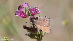 Sidalcea oregana