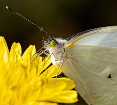 Leptophobia aripa elodia