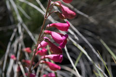 Penstemon floridus