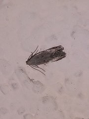 Battaristis nigratomella