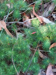 Stenanthera pinifolia