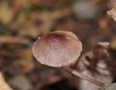 Mycena vinacea