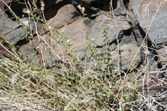 Brickellia microphylla microphylla