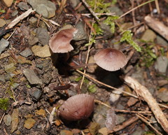 Mycena vinacea