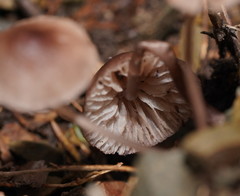 Mycena vinacea