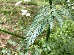 Chaerophyllum prescottii