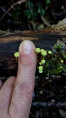 Mycena chusqueophila