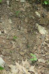 Arigomphus