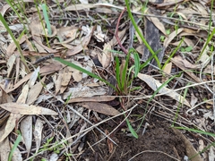 Plantago gaudichaudii