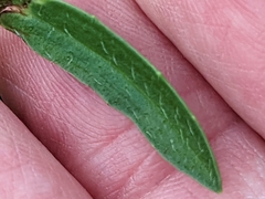 Plantago gaudichaudii
