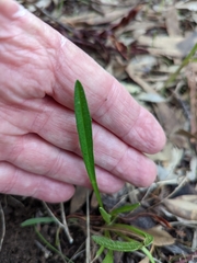 Plantago gaudichaudii