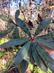 Banksia robur