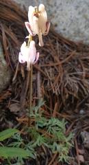 Dicentra pauciflora