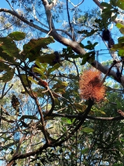 Banksia robur
