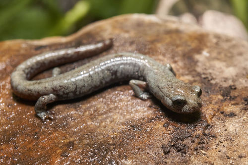 iNaturalist observation photo of Inyo Mountains Salamander