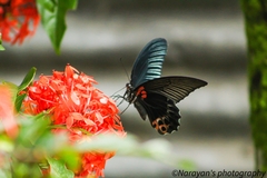 Papilio memnon agenor