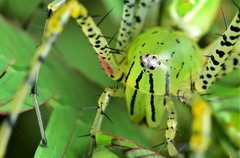 Peucetia