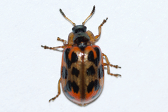 Chrysomela mainensis