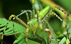 Peucetia