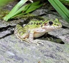 Odorrana tianmuii