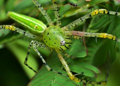 Peucetia