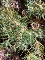 Hakea gibbosa