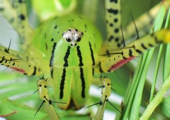 Peucetia